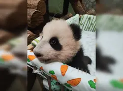 Panda bilan oshxona fotosurati