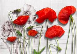 Photo of poppies for the kitchen