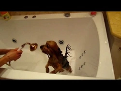 Yorkie photo in the bath