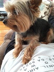 Yorkie photo in the bath