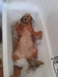 Yorkie Photo In The Bath
