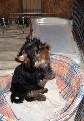 Yorkie photo in the bath