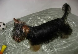 Yorkie photo in the bath