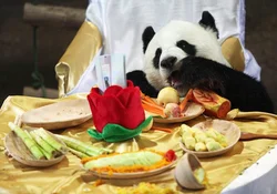 Кухни фото с пандой