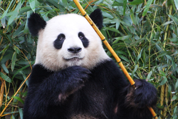 Panda bilan oshxona fotosurati