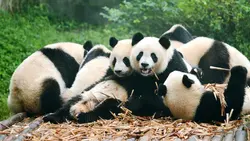 Акси ошхона бо панда