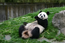 Panda ilə mətbəx şəkli