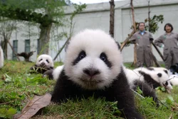 Panda Bilan Oshxona Fotosurati