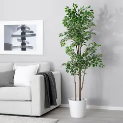 Ficus in the bedroom photo
