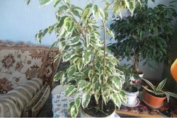 Ficus In The Bedroom Photo
