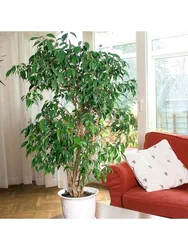 Ficus Дар Сурати Хоб