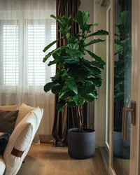 Ficus in the bedroom photo