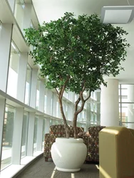 Ficus дар сурати хоб