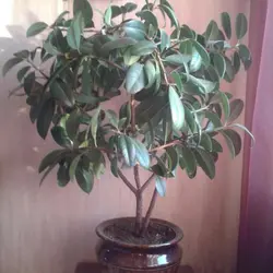 Ficus дар сурати хоб