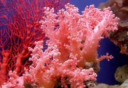 Corals For The Bathroom Photo