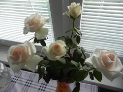 Photo of one rose in the kitchen