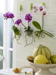 Flower on the wall in the kitchen photo