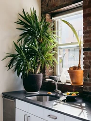 Palm trees in the kitchen interior