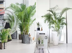 Palm trees in the kitchen interior
