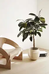 Ficus Дар Дохили Ҳуҷраи Зиндагӣ