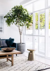 Ficus in the living room interior