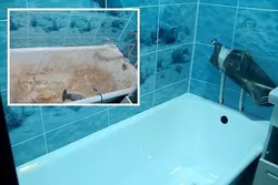 Is it possible to paint a bathtub from a photo?