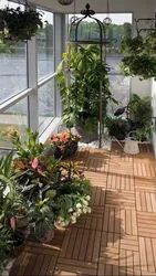 Сад на балконе ў кватэры фота