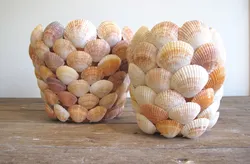 Shells in the kitchen interior