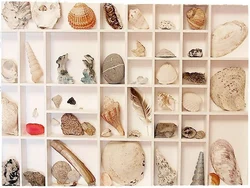 Shells In The Kitchen Interior