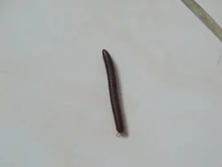 Bath Worms Photo