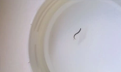 Bath worms photo