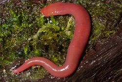 Bath worms photo