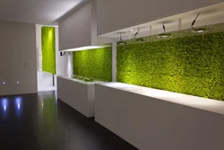 Moss in the kitchen interior