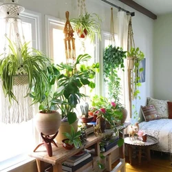 Indoor Plants In The Living Room Interior
