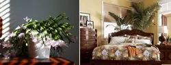 Photos of flowers that should not be placed in the bedroom