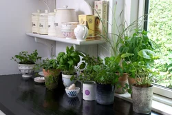 Flowers in pots in the kitchen photo
