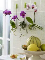 Flowers in pots in the kitchen photo