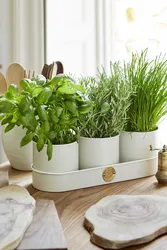 Flowers in pots in the kitchen photo