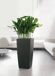 Shade-tolerant indoor plants for the hallway photo