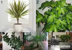 Koridor fotoşəkili üçün kölgəyə davamlı qapalı bitkilər