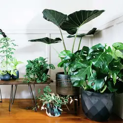 Shade-tolerant indoor plants for the hallway photo