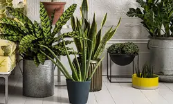 Shade-Tolerant Indoor Plants For The Hallway Photo