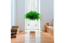 Shade-tolerant indoor plants for the hallway photo