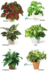 Тенелюбивые комнатные растения для прихожей названия и фото