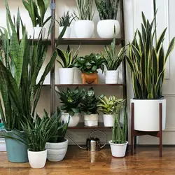 Shade-Loving Indoor Plants For The Hallway Names And Photos