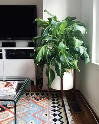 Shade-loving indoor plants for the hallway names and photos