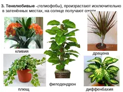 Тенелюбивые Комнатные Растения Для Прихожей Названия И Фото
