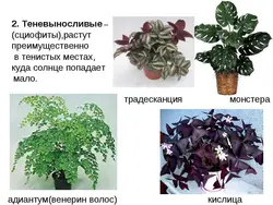 Тенелюбивые комнатные растения для прихожей названия и фото
