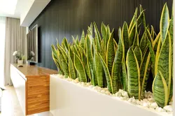 Фото комнатных растений для прихожей