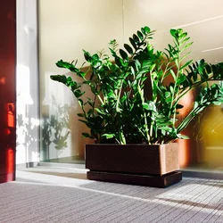 Koridor üçün qapalı bitkilərin fotoşəkili